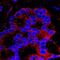 FLII Actin Remodeling Protein antibody, IHC-00340, Bethyl Labs, Immunofluorescence image 