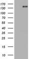 ATP/GTP Binding Protein 1 antibody, TA800287BM, Origene, Western Blot image 