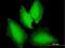 Nuclear Transport Factor 2 Like Export Factor 1 antibody, H00029107-B01P, Novus Biologicals, Immunofluorescence image 