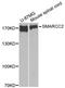 SWI/SNF Related, Matrix Associated, Actin Dependent Regulator Of Chromatin Subfamily C Member 2 antibody, A1967, ABclonal Technology, Western Blot image 