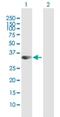 Syntaxin 19 antibody, H00415117-B01P, Novus Biologicals, Western Blot image 