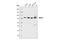 MRE11 Homolog, Double Strand Break Repair Nuclease antibody, 4895S, Cell Signaling Technology, Western Blot image 