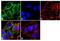 Arrestin Beta 1 antibody, 39-5000, Invitrogen Antibodies, Immunofluorescence image 