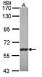 Membrane Palmitoylated Protein 6 antibody, orb73598, Biorbyt, Western Blot image 