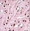 Small nuclear ribonucleoprotein-associated protein N antibody, LS-C161359, Lifespan Biosciences, Immunohistochemistry frozen image 
