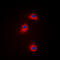Calcium/Calmodulin Dependent Protein Kinase I antibody, GTX54970, GeneTex, Immunofluorescence image 