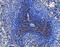 CD86 antibody, A00220-4, Boster Biological Technology, Immunohistochemistry paraffin image 