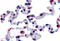 GPR43 antibody, MBS247922, MyBioSource, Immunohistochemistry frozen image 