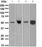 Engrailed Homeobox 1 antibody, ab108598, Abcam, Western Blot image 