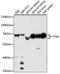 Transcription Factor EB antibody, GTX33541, GeneTex, Western Blot image 