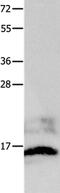 KiSS-1 Metastasis Suppressor antibody, PA5-50513, Invitrogen Antibodies, Western Blot image 