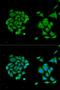 DExD/H-Box Helicase 58 antibody, orb136824, Biorbyt, Immunocytochemistry image 