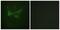 Mechanistic Target Of Rapamycin Kinase antibody, PA5-38374, Invitrogen Antibodies, Immunofluorescence image 