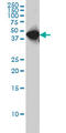 WD Repeat Domain 4 antibody, LS-C133662, Lifespan Biosciences, Western Blot image 