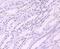 SIN3 Transcription Regulator Family Member A antibody, NBP2-67146, Novus Biologicals, Immunohistochemistry paraffin image 