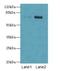 Polypeptide N-Acetylgalactosaminyltransferase 7 antibody, LS-C398978, Lifespan Biosciences, Western Blot image 