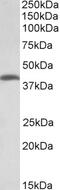 Glycine Receptor Alpha 1 antibody, 43-226, ProSci, Enzyme Linked Immunosorbent Assay image 