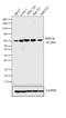 Phosphoenolpyruvate Carboxykinase 2, Mitochondrial antibody, PA5-18426, Invitrogen Antibodies, Western Blot image 