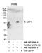 Ubiquitin Specific Peptidase 4 antibody, NB100-2868, Novus Biologicals, Immunoprecipitation image 
