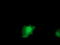 Interleukin-36 alpha antibody, LS-C115415, Lifespan Biosciences, Immunofluorescence image 