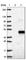 Beta-1,4-Galactosyltransferase 7 antibody, HPA042330, Atlas Antibodies, Western Blot image 