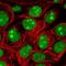 Surfeit 2 antibody, NBP2-13400, Novus Biologicals, Immunofluorescence image 