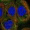 Solute Carrier Family 1 Member 6 antibody, PA5-59600, Invitrogen Antibodies, Immunofluorescence image 