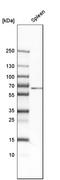 CD4 antibody, HPA004252, Atlas Antibodies, Western Blot image 