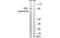 Nuclear Receptor Subfamily 3 Group C Member 1 antibody, MBS5302657, MyBioSource, Western Blot image 