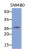 RNA Exonuclease 2 antibody, LS-C200852, Lifespan Biosciences, Western Blot image 