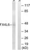 Forkhead Box D4 Like 6 antibody, GTX87238, GeneTex, Western Blot image 