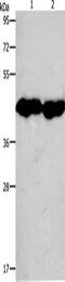 Creatine Kinase, M-Type antibody, CSB-PA561050, Cusabio, Western Blot image 