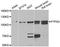 Protein Tyrosine Phosphatase Non-Receptor Type 3 antibody, PA5-76931, Invitrogen Antibodies, Western Blot image 