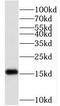  antibody, FNab10217, FineTest, Western Blot image 