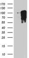 T-Box 3 antibody, CF811270, Origene, Western Blot image 