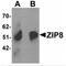 Solute Carrier Family 39 Member 8 antibody, MBS151012, MyBioSource, Western Blot image 