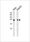Mitochondrial Ribosome Recycling Factor antibody, PA5-72397, Invitrogen Antibodies, Western Blot image 