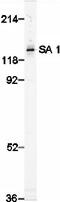 Stromal Antigen 1 antibody, ab4457, Abcam, Western Blot image 