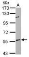 BAI1 Associated Protein 2 antibody, GTX115421, GeneTex, Western Blot image 