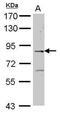 Engulfment and cell motility protein 2 antibody, PA5-30792, Invitrogen Antibodies, Western Blot image 