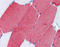Troponin T3, Fast Skeletal Type antibody, 49-084, ProSci, Immunohistochemistry frozen image 
