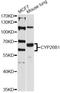 Cytochrome P450 Family 26 Subfamily B Member 1 antibody, LS-C747320, Lifespan Biosciences, Western Blot image 