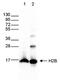 Histone H2B antibody, NBP2-59270, Novus Biologicals, Western Blot image 