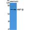 HNF1 Homeobox B antibody, LS-C386859, Lifespan Biosciences, Western Blot image 