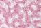 Trans-Golgi Network Protein 2 antibody, NBP1-62556, Novus Biologicals, Immunohistochemistry frozen image 