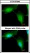 Serpin Family G Member 1 antibody, orb73784, Biorbyt, Immunofluorescence image 