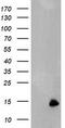 Migration And Invasion Enhancer 1 antibody, TA800019BM, Origene, Western Blot image 