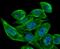 Trefoil Factor 1 antibody, NBP2-75681, Novus Biologicals, Immunofluorescence image 