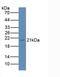 Gastrokine-3 antibody, LS-C714359, Lifespan Biosciences, Western Blot image 