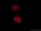 Cyclin E2 antibody, 11935-1-AP, Proteintech Group, Immunofluorescence image 